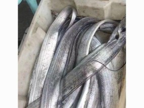 野钓带鱼的绝佳方法与技巧（一起来探索如何以野钓方式捕捉带鱼吧）