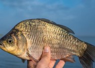 冬天钓鱼加饵料的技巧是什么意思？如何提高冬季钓鱼成功率？