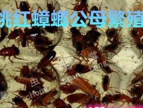 海竿野钓黄粉虫技巧是什么？如何正确使用黄粉虫提高钓鱼效率？