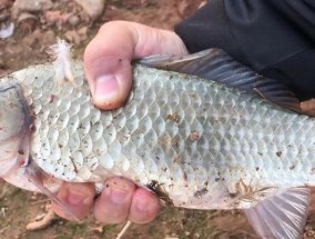 请客吃饭学（以请客吃饭为主题的钓鱼技巧分享）