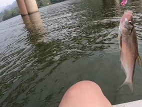 船钓翘嘴的技巧有哪些？如何提高钓获率？