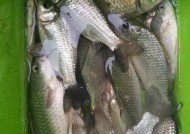 冬天雨后野钓鲫鱼技巧有哪些？如何提高钓鲫鱼的成功率？