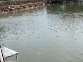 北方春天黑坑钓鱼技巧有哪些？如何提高钓鱼成功率？