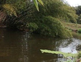 大溪里面钓鱼技巧有哪些？如何提高钓鱼成功率？
