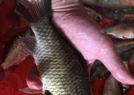 冬至钓鱼鲫鱼有哪些技巧？浅水鱼塘钓鱼鲫鱼的正确方法是什么？