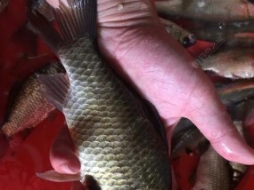 冬至钓鱼鲫鱼有哪些技巧？浅水鱼塘钓鱼鲫鱼的正确方法是什么？