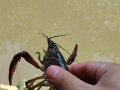 探秘野钓技巧-钓虾乐趣无穷（钓虾技巧，让你的野钓之旅更加精彩）