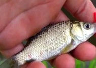 冬天钓鱼技巧让你大有收获？如何在寒冷季节提高钓鱼成功率？