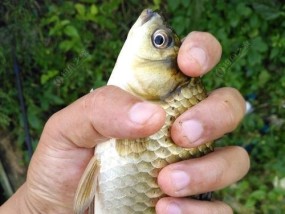 钓鱼技巧怎样挂饵教学？挂饵的正确方法是什么？
