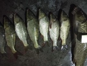 冬季海竿钓鲤鱼技巧与方法（有效技巧和策略帮助您在冬季钓到丰富的鲤鱼）