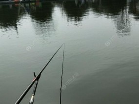 端午节黑坑钓鱼技巧有哪些？如何提高钓获率？