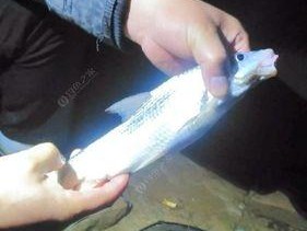 夜钓鲤鱼时如何选用最佳饵料？有哪些有效钓鱼技巧？