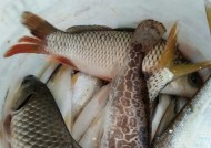 冬天海竿野钓鲤鱼技巧及方法是什么？如何提高钓鲤鱼的成功率？