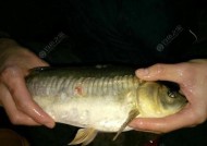 冬天夜钓池塘鲫鱼技巧有哪些？如何提高钓鲫鱼的成功率？