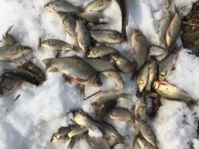 冬季雪天钓鱼技巧（寒冷冬季如何在雪天中提高钓鱼技巧）