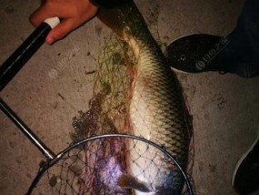 冬天夜钓鲤鱼如何调漂？掌握哪些技巧能提高成功率？