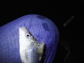 冬季手竿野钓夜钓鲫鱼技巧（寒冷季节的夜晚）