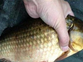 窝中有鱼却不上钩？钓鱼技巧教程帮你解决难题