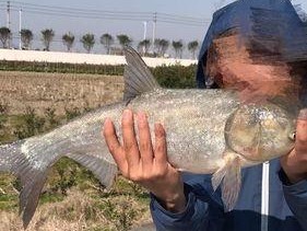 白鲢浮漂钓鲫鱼技巧有哪些？如何提高钓鲫鱼的成功率？