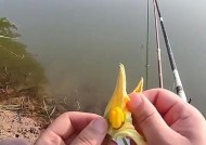 钓鱼新技巧（提升钓鱼成功率）