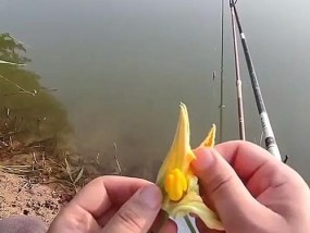 钓鱼新技巧（提升钓鱼成功率）