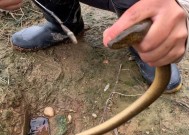 黄鳝钓鱼技巧教程（掌握黄鳝钓鱼的关键技巧）