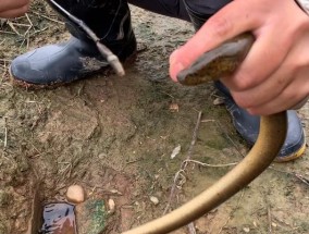 黄鳝钓鱼技巧教程（掌握黄鳝钓鱼的关键技巧）