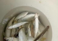 海竿野钓淡水鱼技巧有哪些？如何提高钓获率？