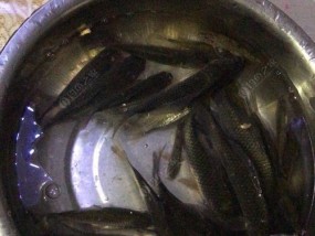 春天野河夜钓鲫鱼技巧和方法是什么？如何提高夜钓鲫鱼的成功率？