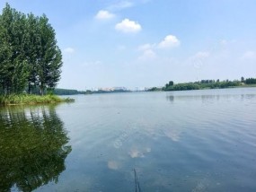 探秘野外水坑钓鱼技巧（轻松钓到丰收）