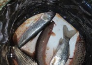 深水夜钓胡子鲢的绝佳技巧（掌握这些技巧）
