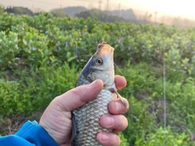 如何掌握钓鱼蹭窝子技巧？蹭窝子钓鱼有哪些常见问题？