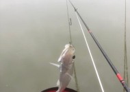 海竿钓浮技巧法有哪些？如何提高海竿钓浮的成功率？