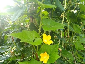豆角挂钩钓鱼技巧和方法有哪些？如何提高钓鱼成功率？