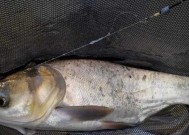 海竿浮钓钓红眼鱼的技巧和方法教程？如何提高钓红眼鱼的成功率？