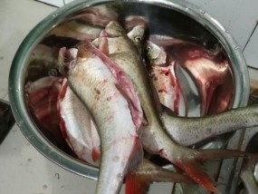 岸上钓翘嘴的技巧是什么？如何提高岸钓翘嘴的成功率？