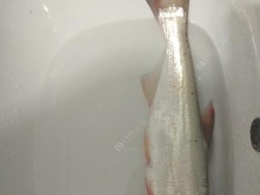夏季雨后夜钓翘嘴的秘诀（高温潮湿夏季）