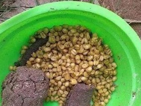 鱼饵计算的技巧与方法（提升钓鱼效果的关键是选择合适的鱼饵）