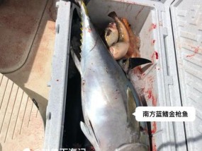 船钓金枪鱼方法和技巧有哪些？如何提高钓获率？