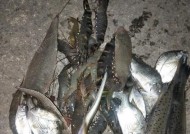 海鱼排钓鱼技巧有哪些？如何提高钓鱼成功率？