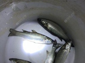 乌头钓鱼的绝佳方法和技巧（钓鱼高手分享）