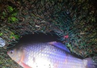 冬天大河夜钓鲫鱼技巧有哪些？如何提高钓鲫鱼的成功率？