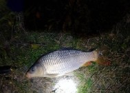 冬天大河夜钓技巧有哪些？如何应对低温天气？