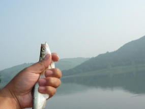 如何掌握钓鱼搓饵技巧？搓饵时应注意哪些事项？