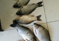 冬天用蚯蚓钓鱼效果好吗？有哪些技巧可以提高成功率？