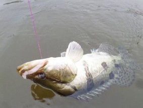 活虾钓鱼技巧，海钓大师的秘诀（揭秘海钓高手的活虾钓鱼绝技）