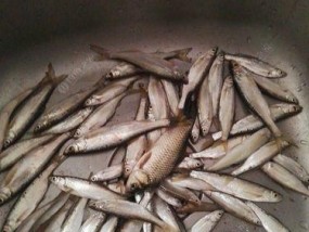 如何快速掌握钓鱼技巧与教学白条？白条钓鱼常见问题解答？