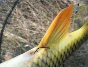钓鱼技巧鱼饵怎么调？如何根据季节调整鱼饵？