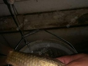 春天夜钓鲫鱼需要注意哪些技巧？如何提高钓鲫鱼的成功率？
