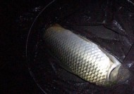 冬天十六度夜钓鲫鱼技巧有哪些？如何提高夜钓鲫鱼的成功率？